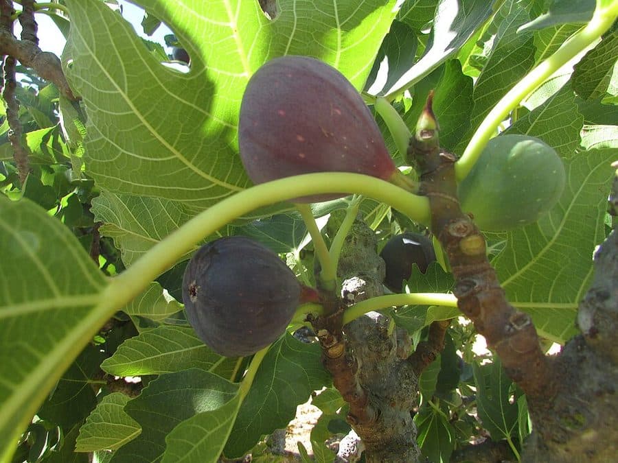 Small teardrop fruit, near-black skin ｜© Kolforn, CC BY-SA 4.0