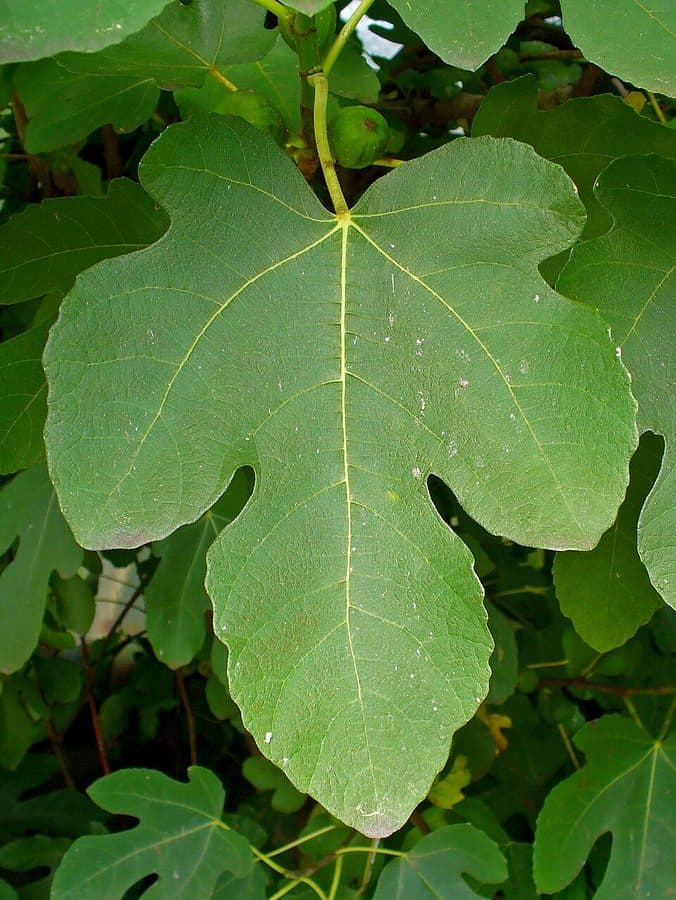 Leaf comparison: my tree (left) vs reference IC (right) ｜© Llez, CC BY-SA 3.0
